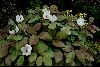<em>Paeonia alba</em>